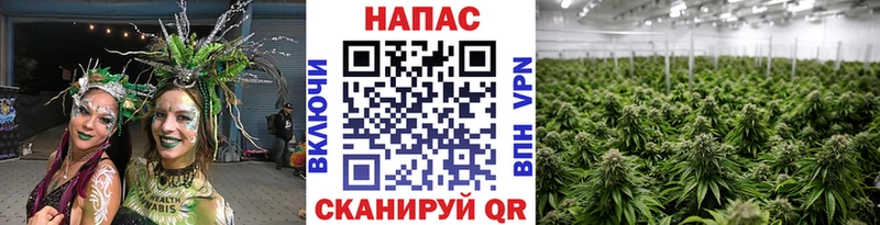 цены   Сергач  Конопля OG Kush 